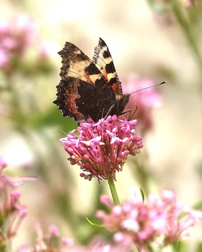 small tortoiseshell